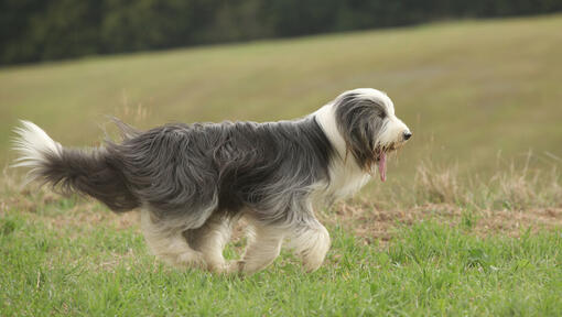 Bearded Collie Charakter Steckbrief weitere Tipps